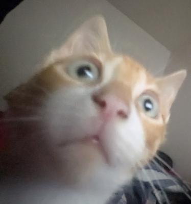 izz
