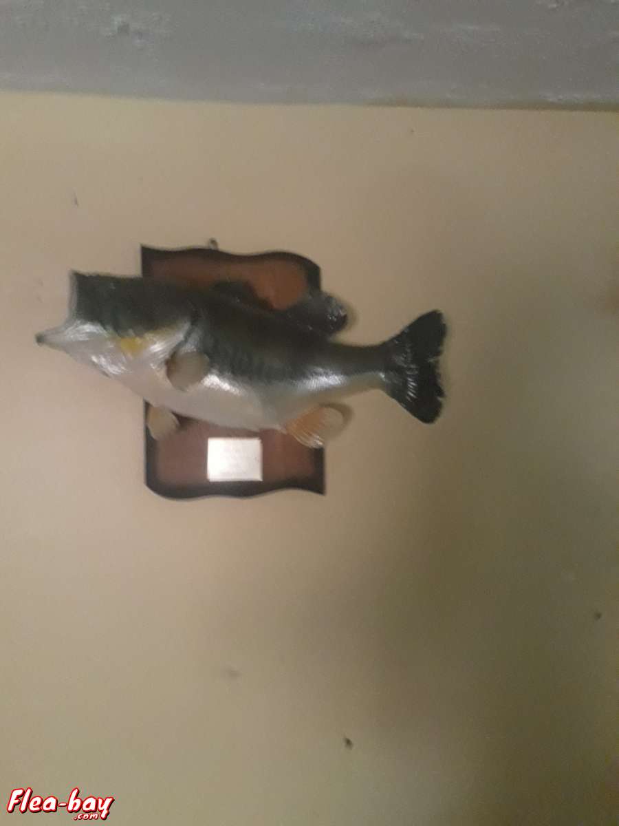 taxidermy fish,  large