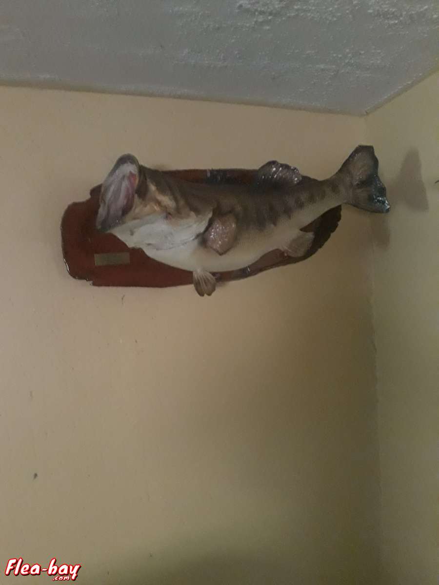 taxidermy fish,  large