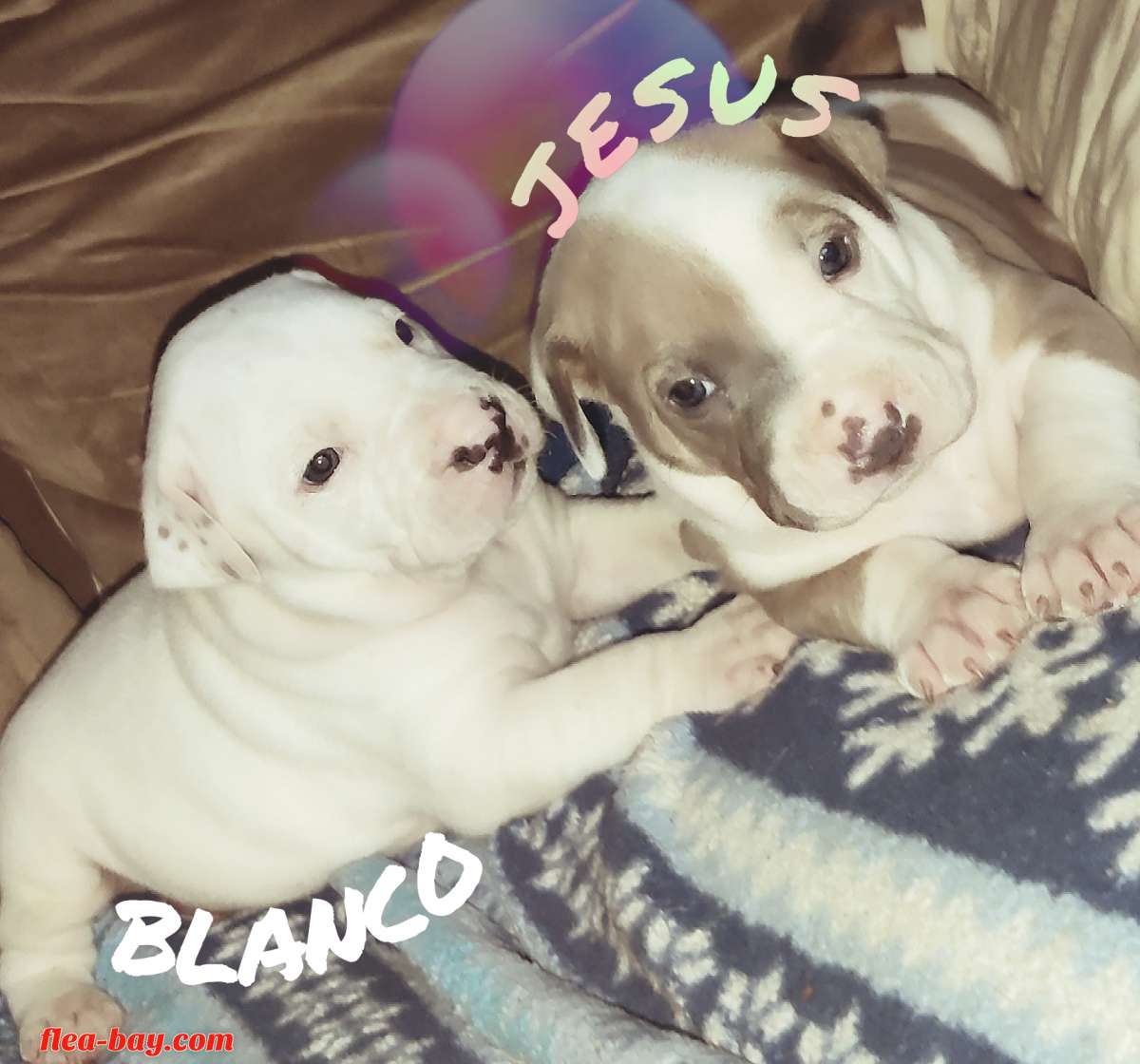 pit bull pups