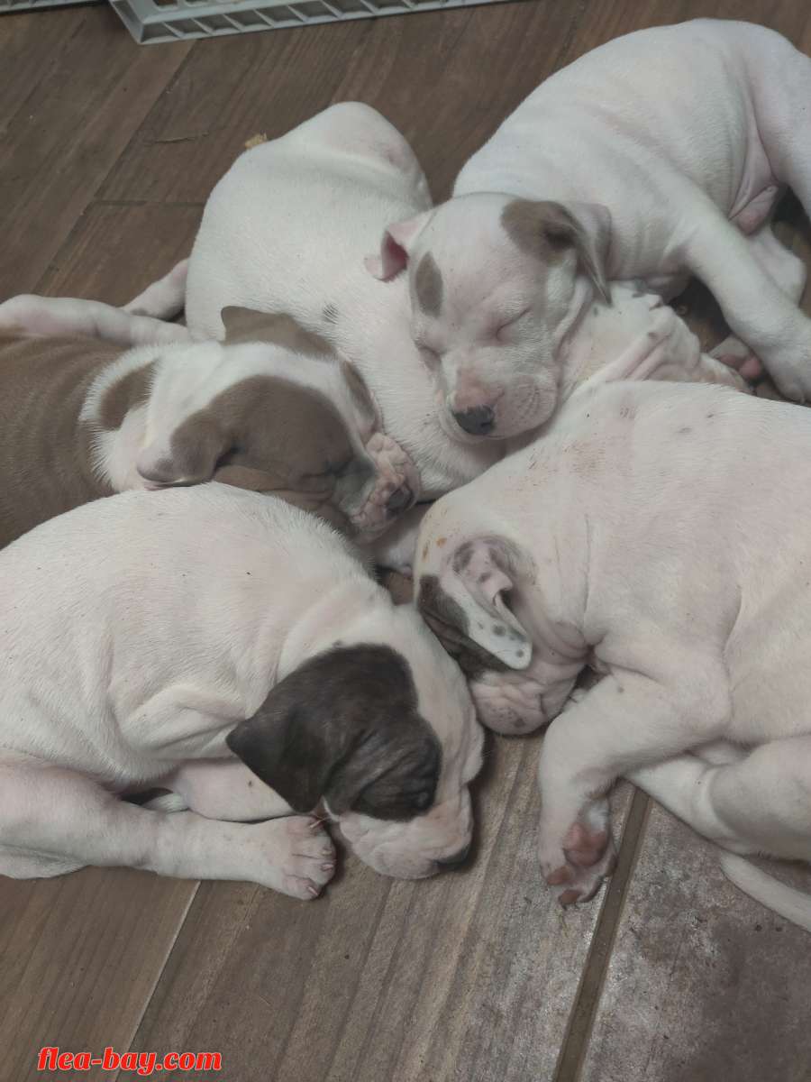 pit bull pups