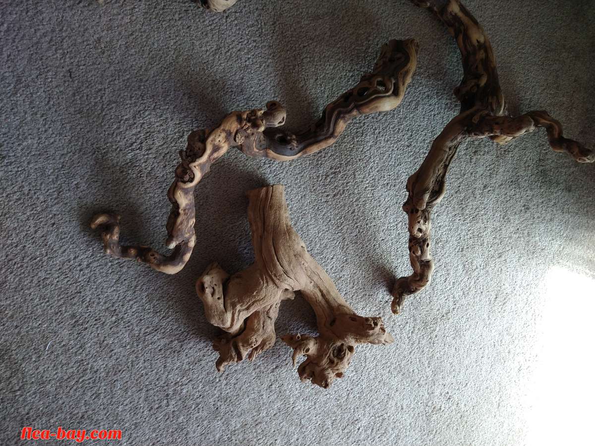 five pieces of reptile wood