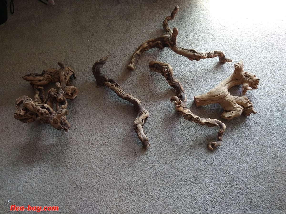 five pieces of reptile wood