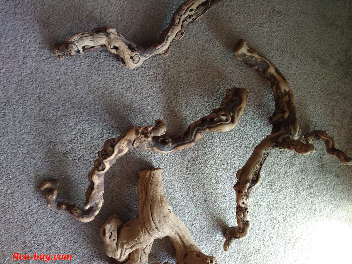 five pieces of reptile wood