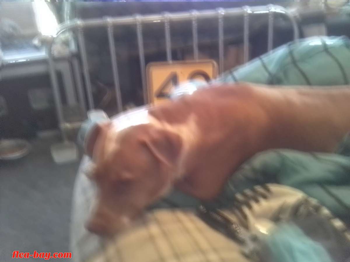 American Red nose pitbull 8 months old