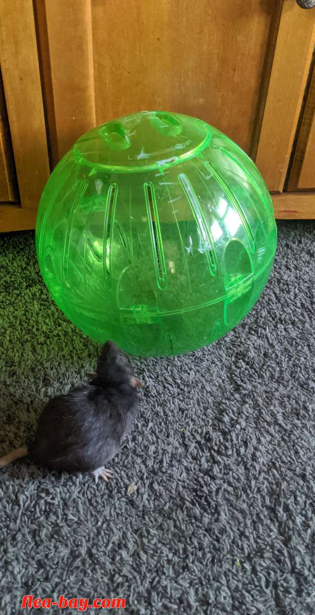 Rodent Exercise ball