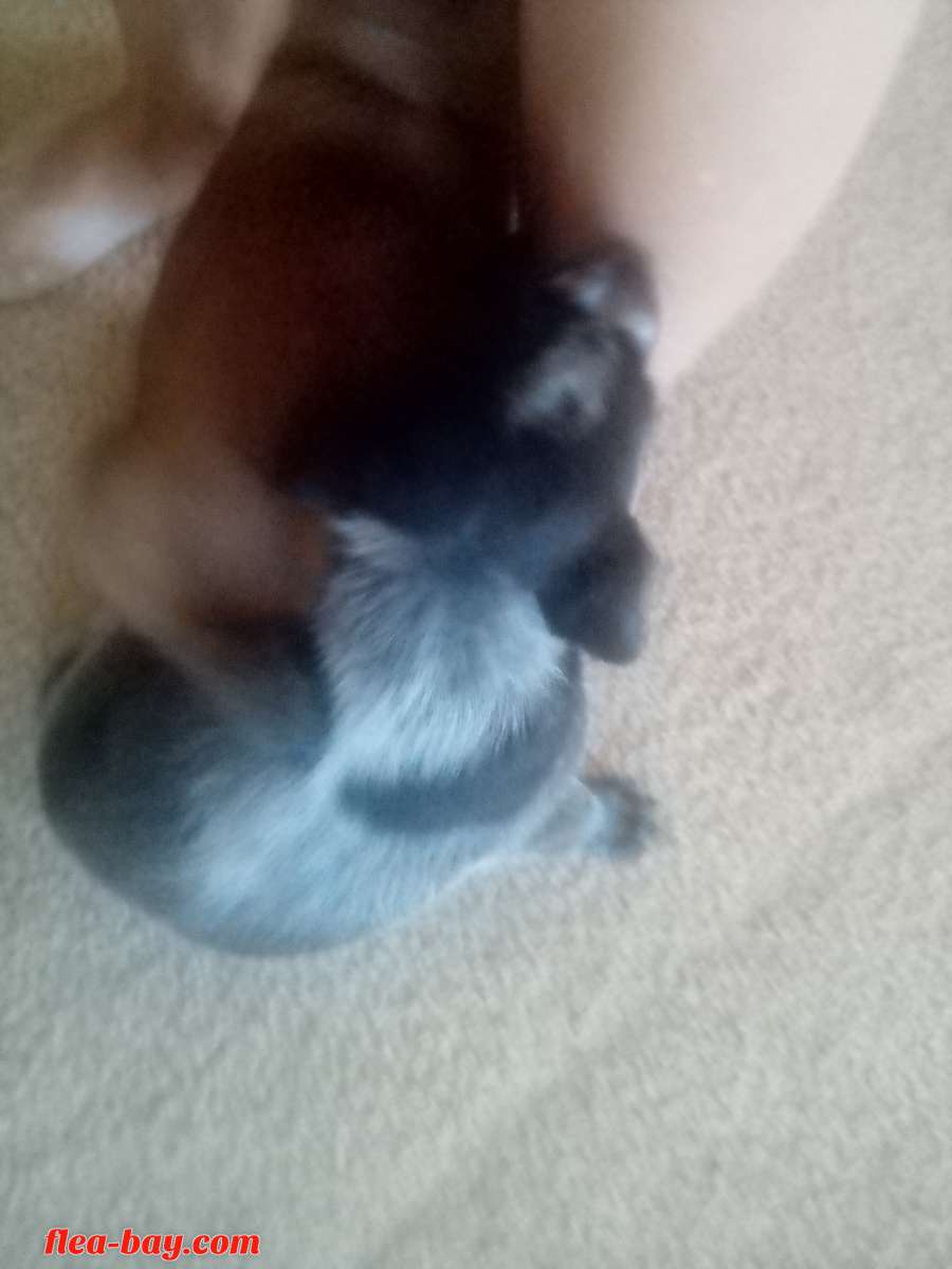 blue heeler pups
