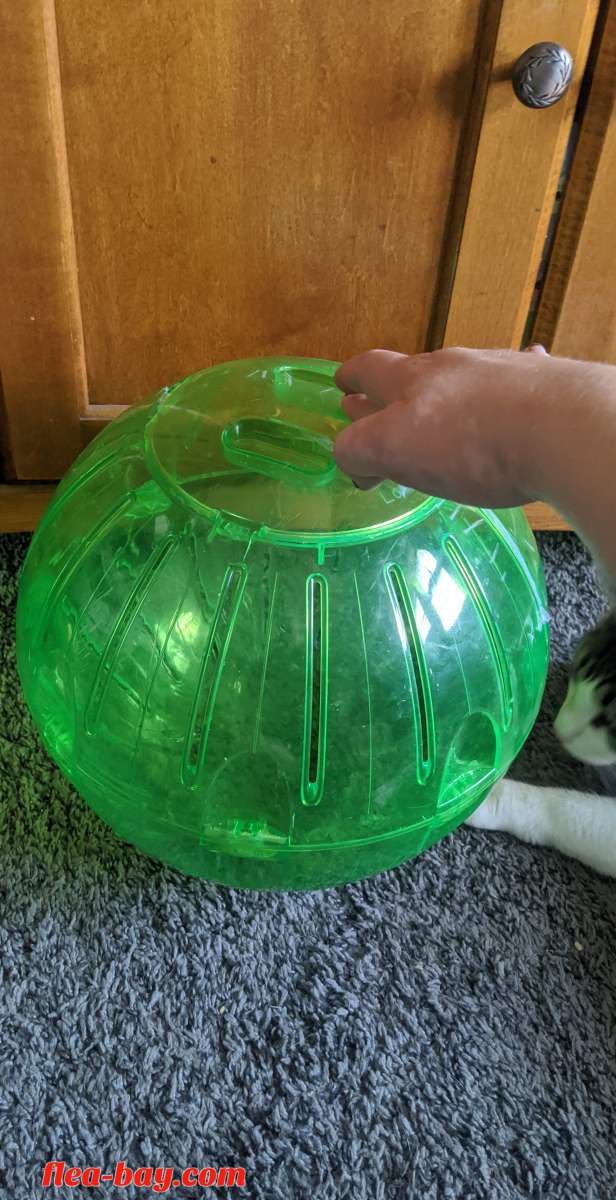 Rodent Exercise ball