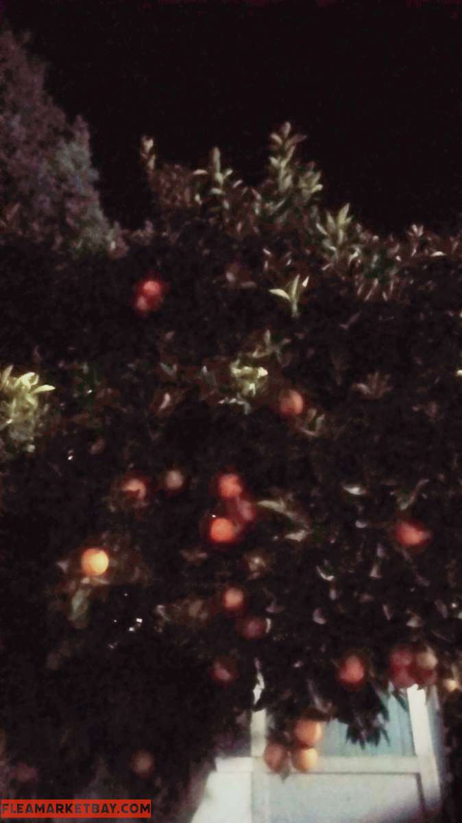 California  fresh oranges