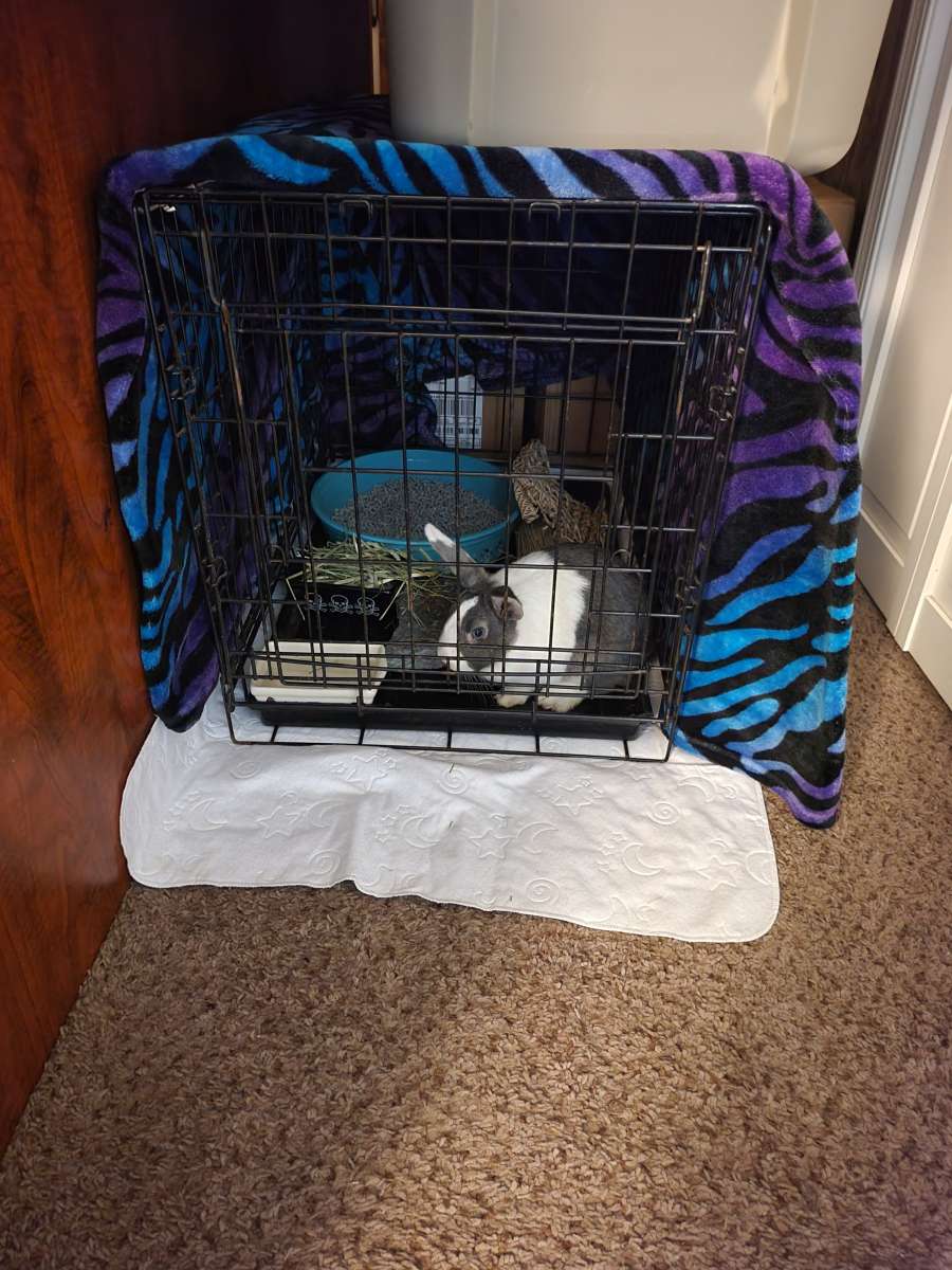 LITTLE CRITTER(S) AND SUPPLIES!