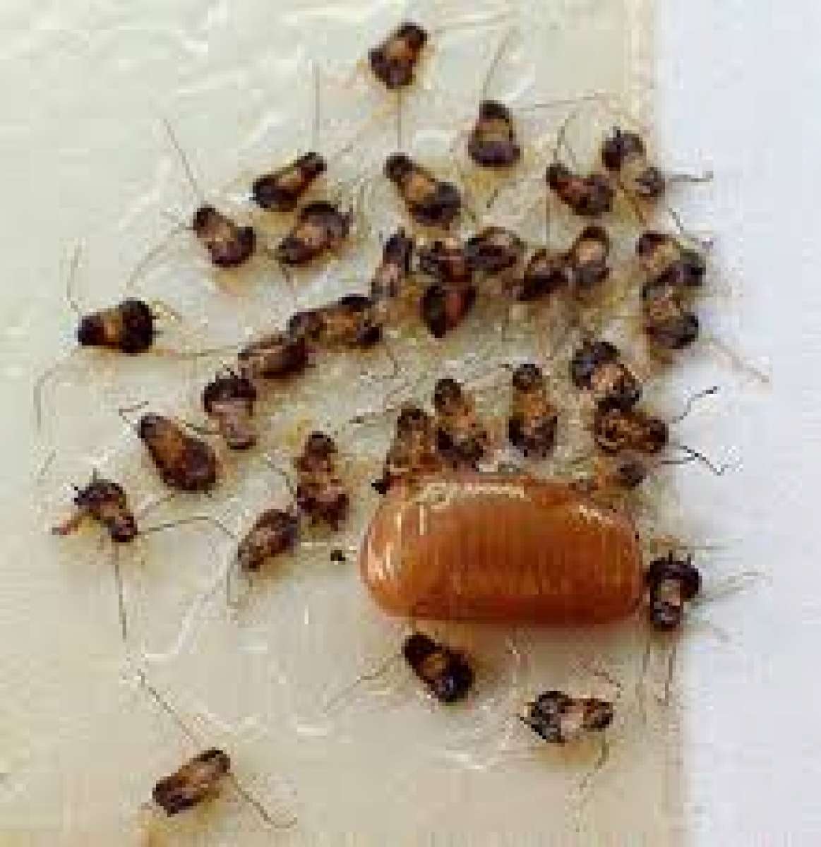 termite n pest treatment