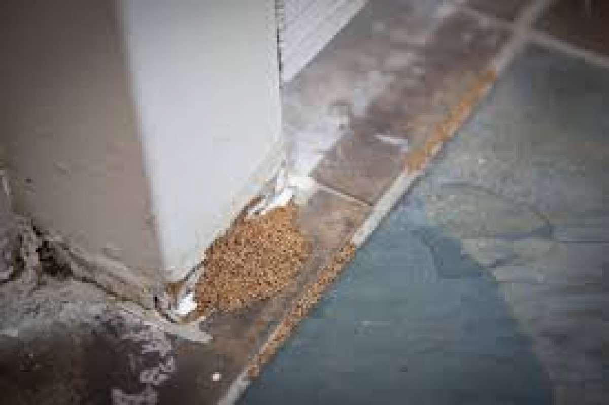 termite n pest treatment