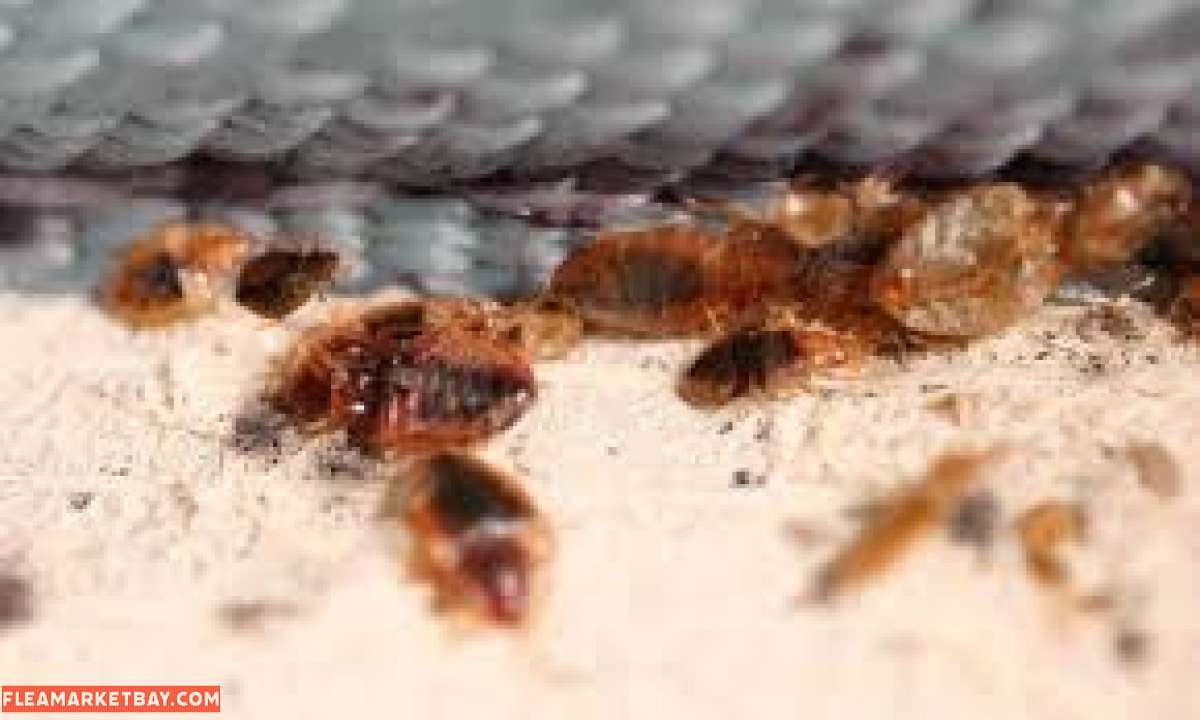 service for all pest n termite