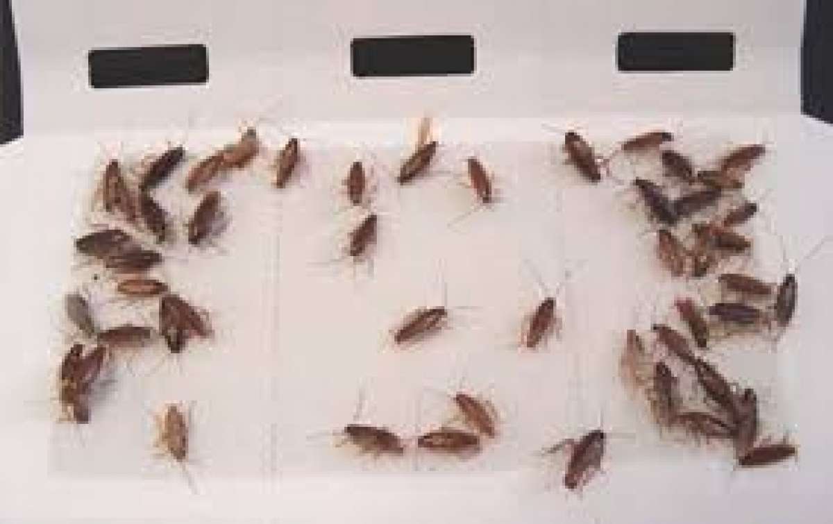 pest an termite solution