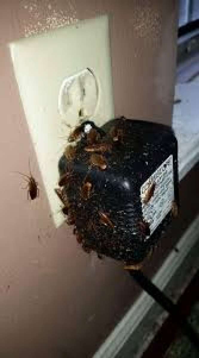 pest n termite treatment