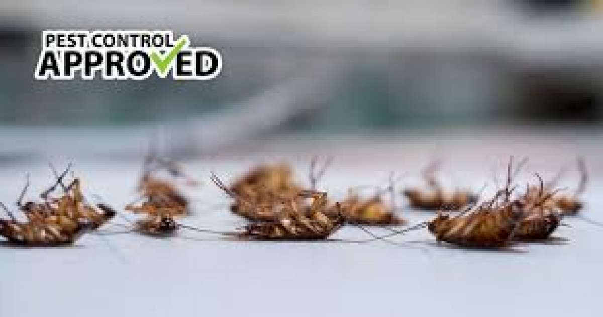 termitepeat services