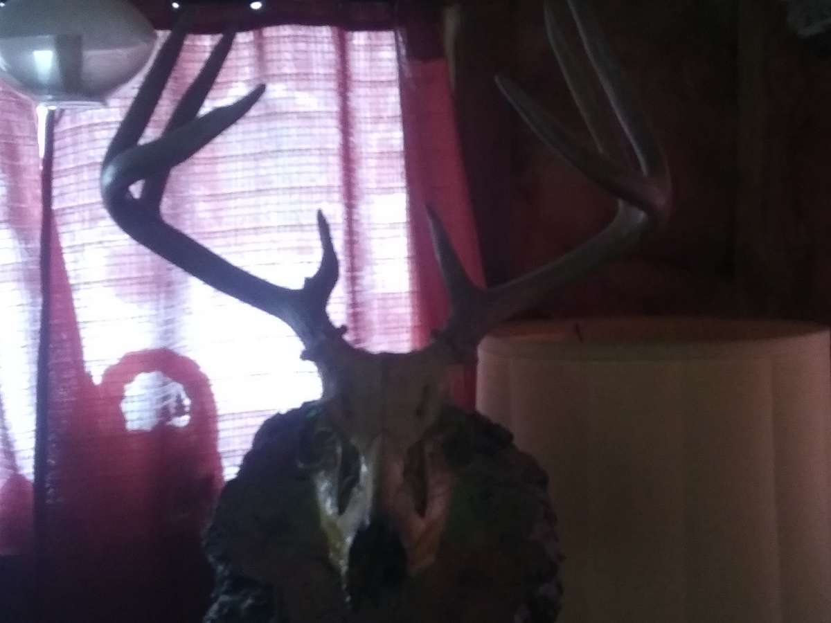 8 Piont European swamp buck