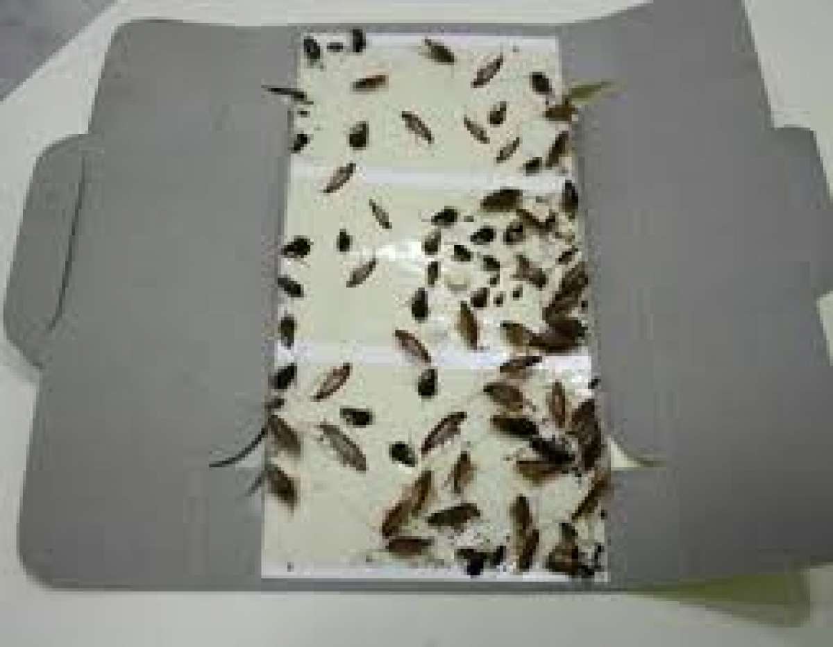 roaches bed bugs termite services