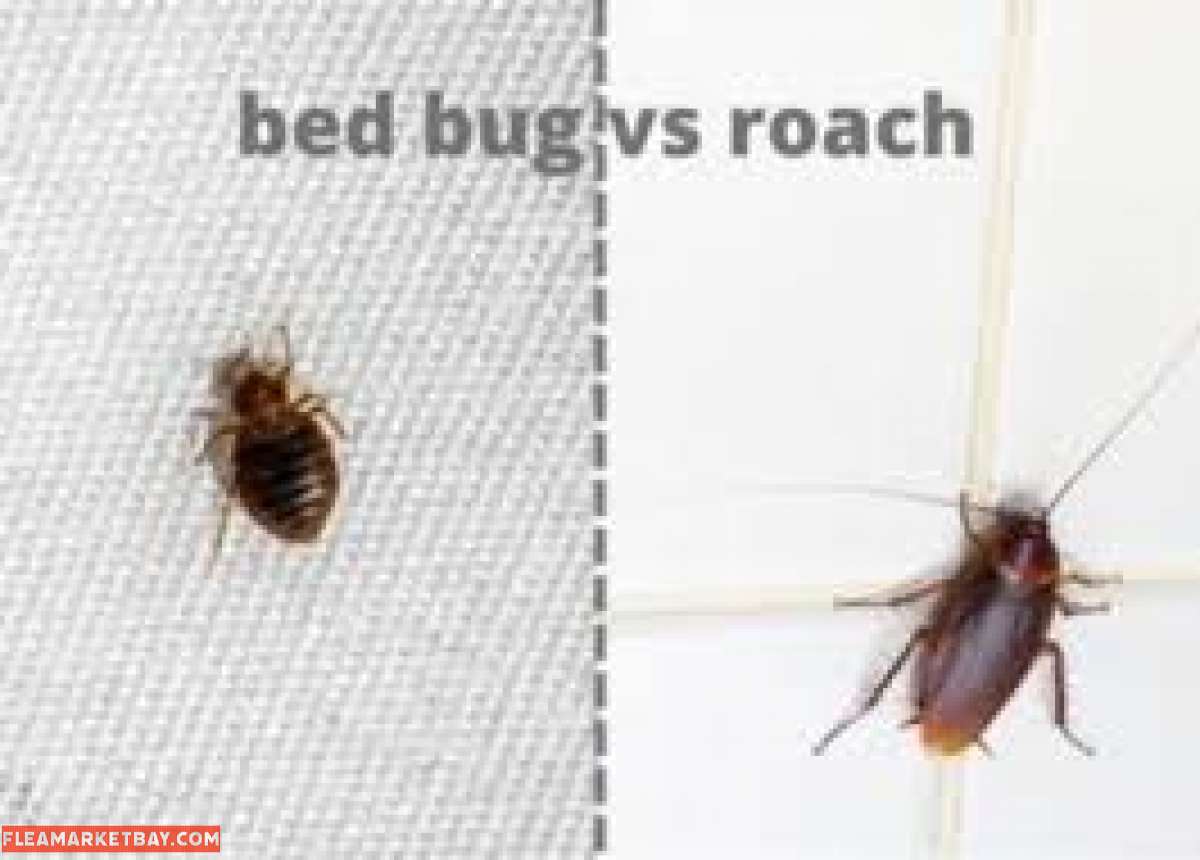 pest n termite control