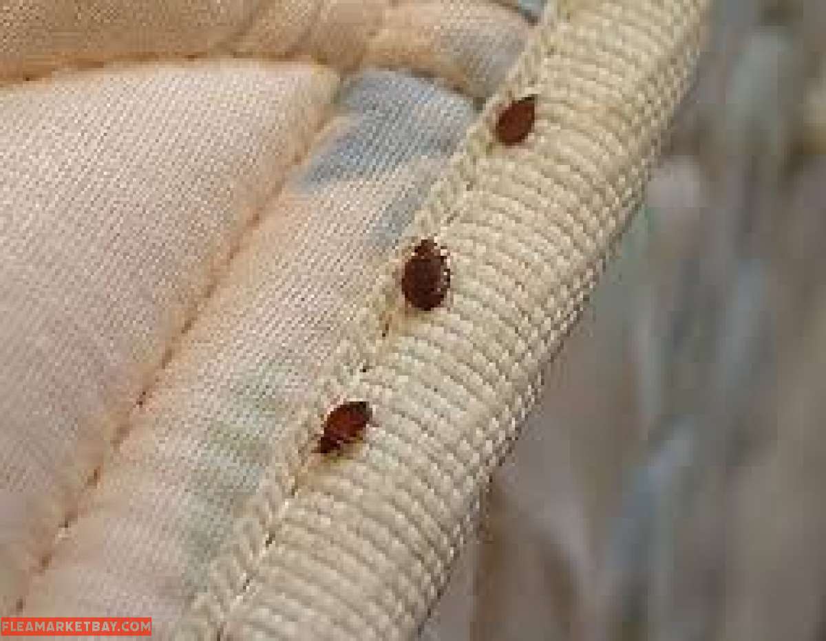 cheap pest control n termite