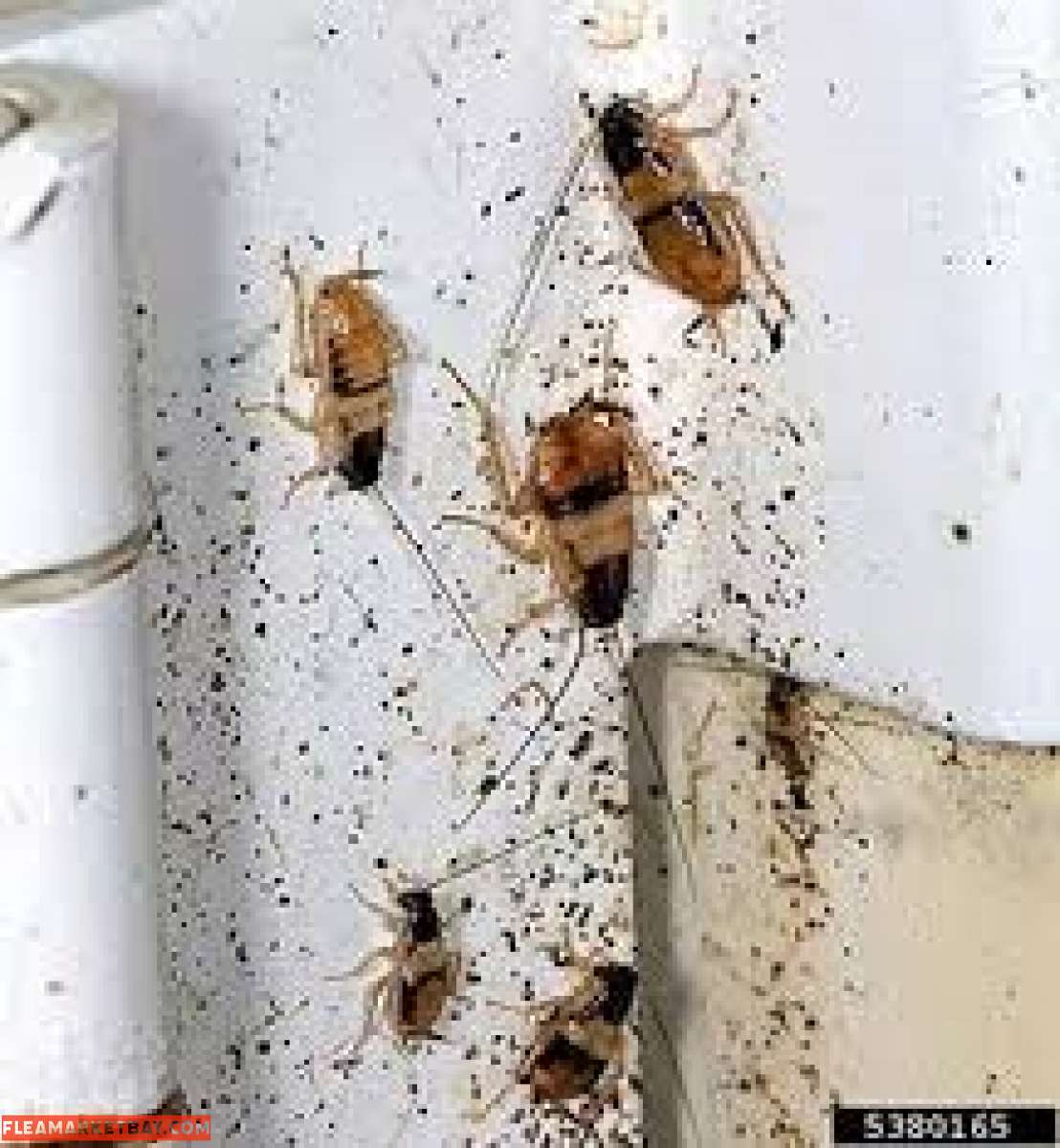 pest and termite control