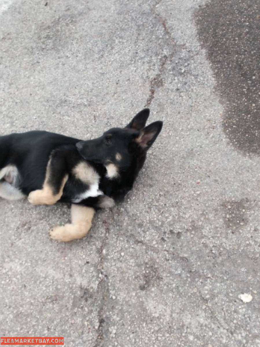 German Shepard Puppies