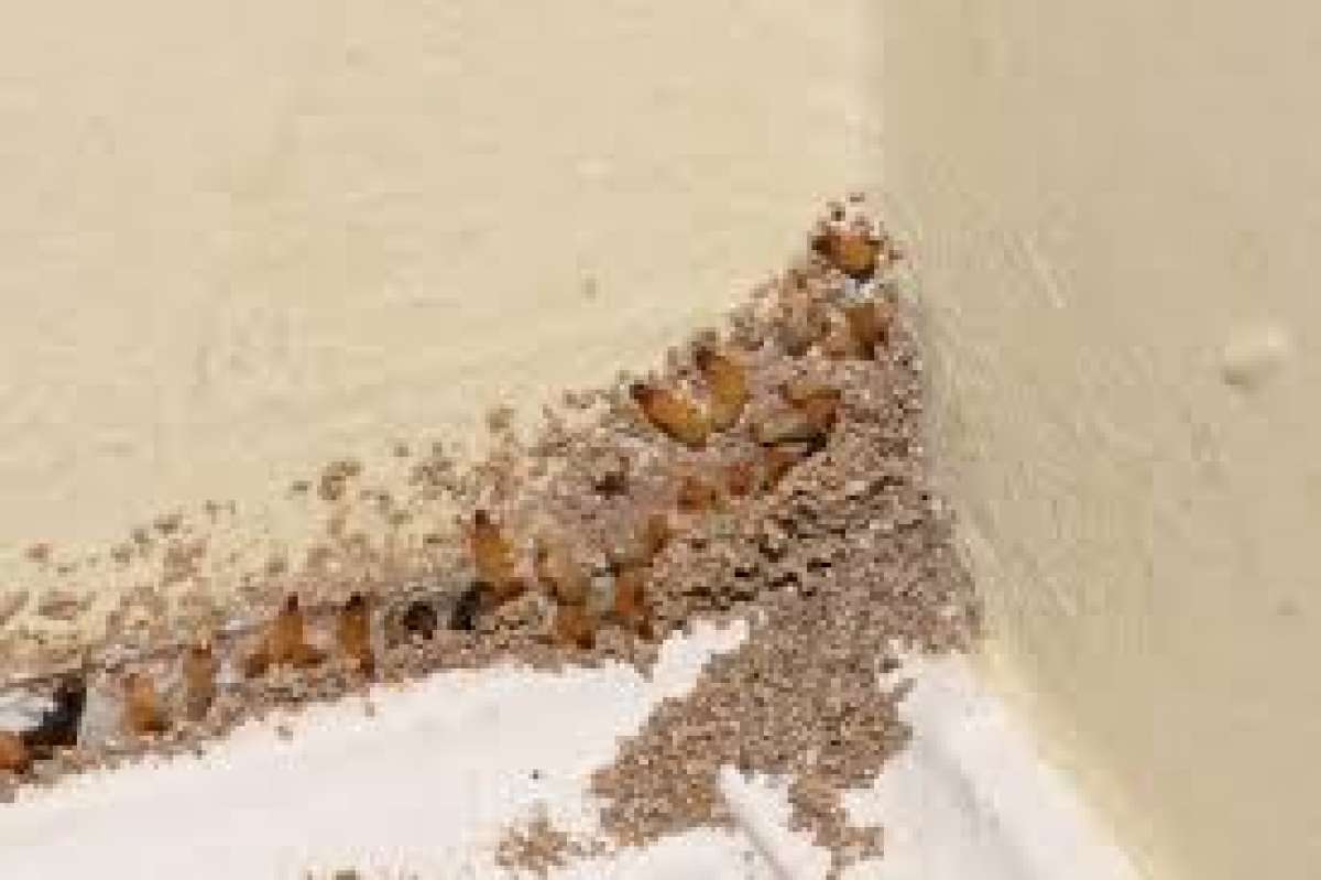 pest an termite solution