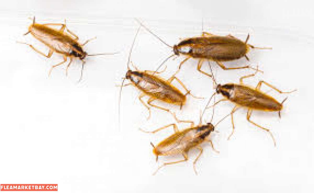 pest n termite services
