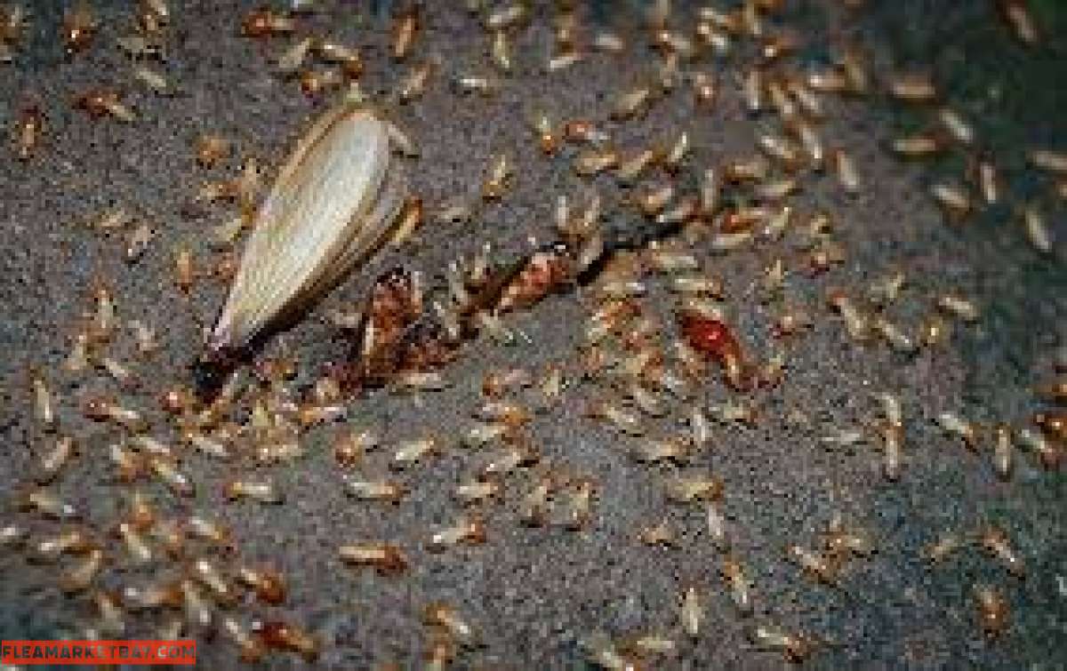 termite n pest treatment