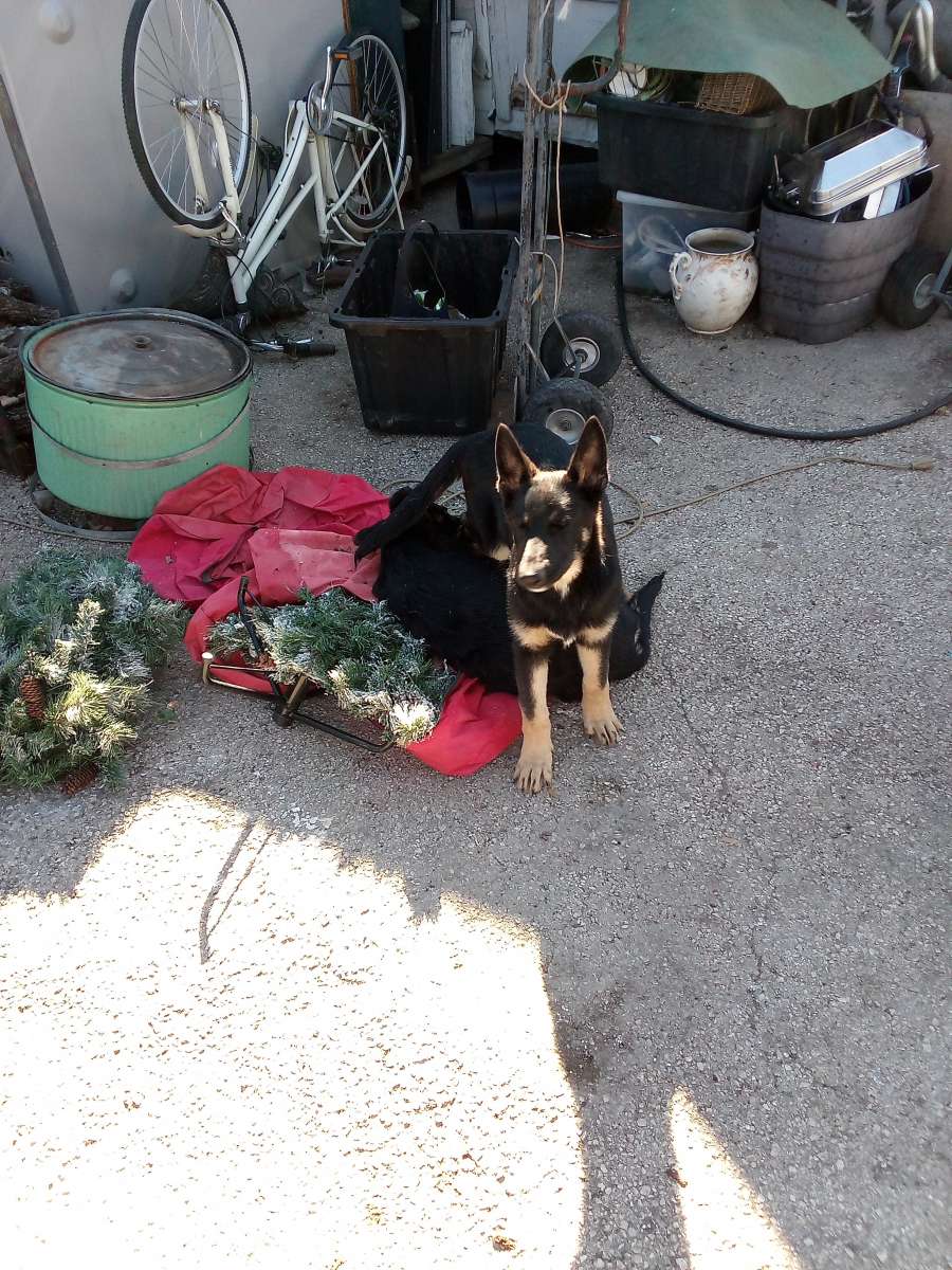 German Shepard Puppies