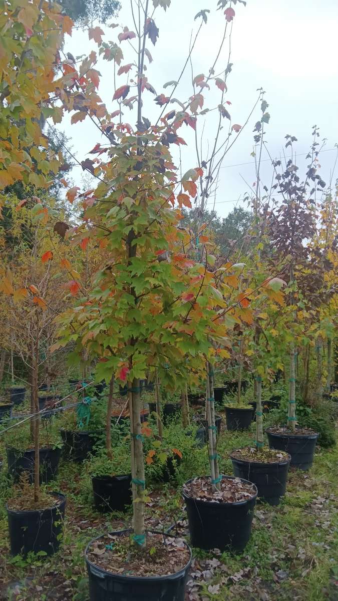 shade trees available  all sizes and species
