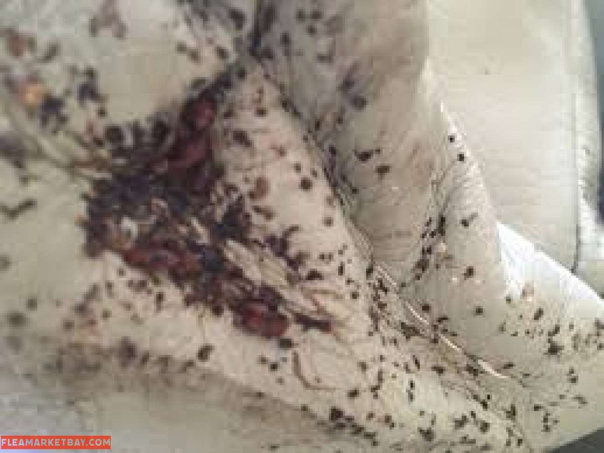 roaches bed bugs termite services