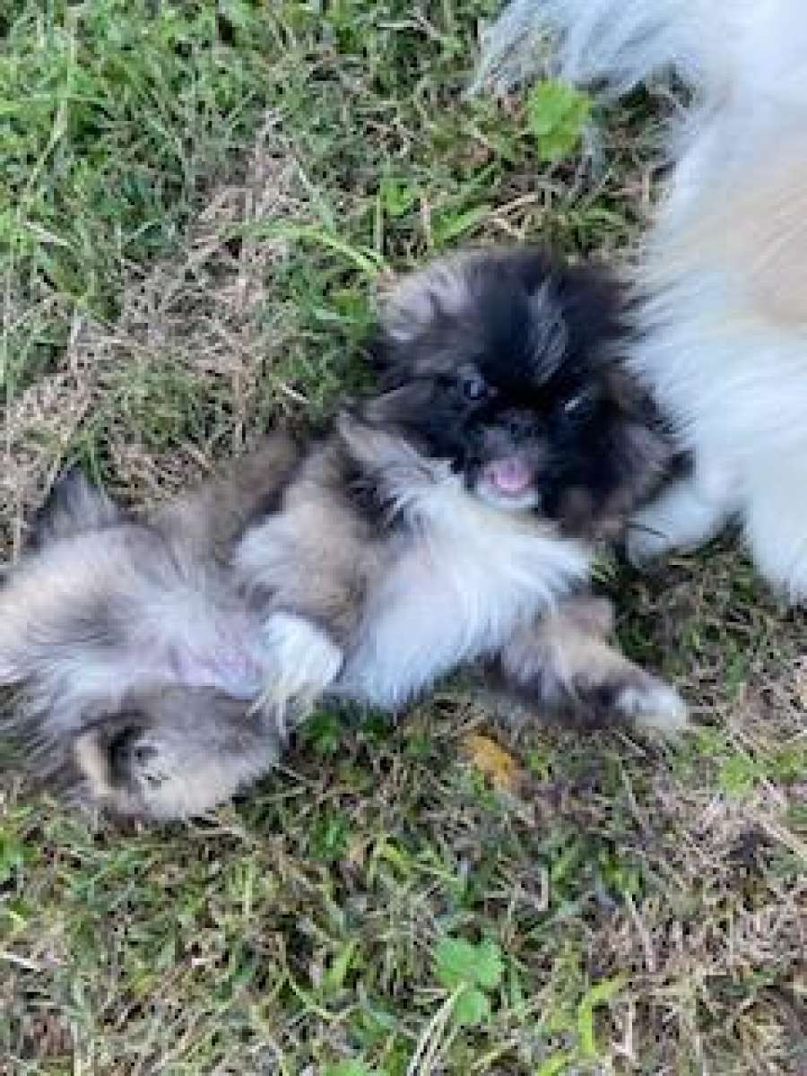 Pekingese Puppies