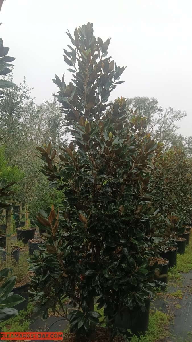 shade trees available  all sizes and species