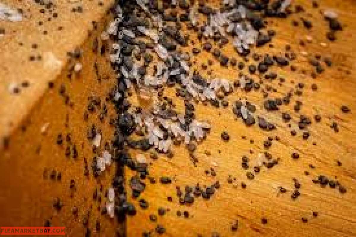 pest n termite treatment