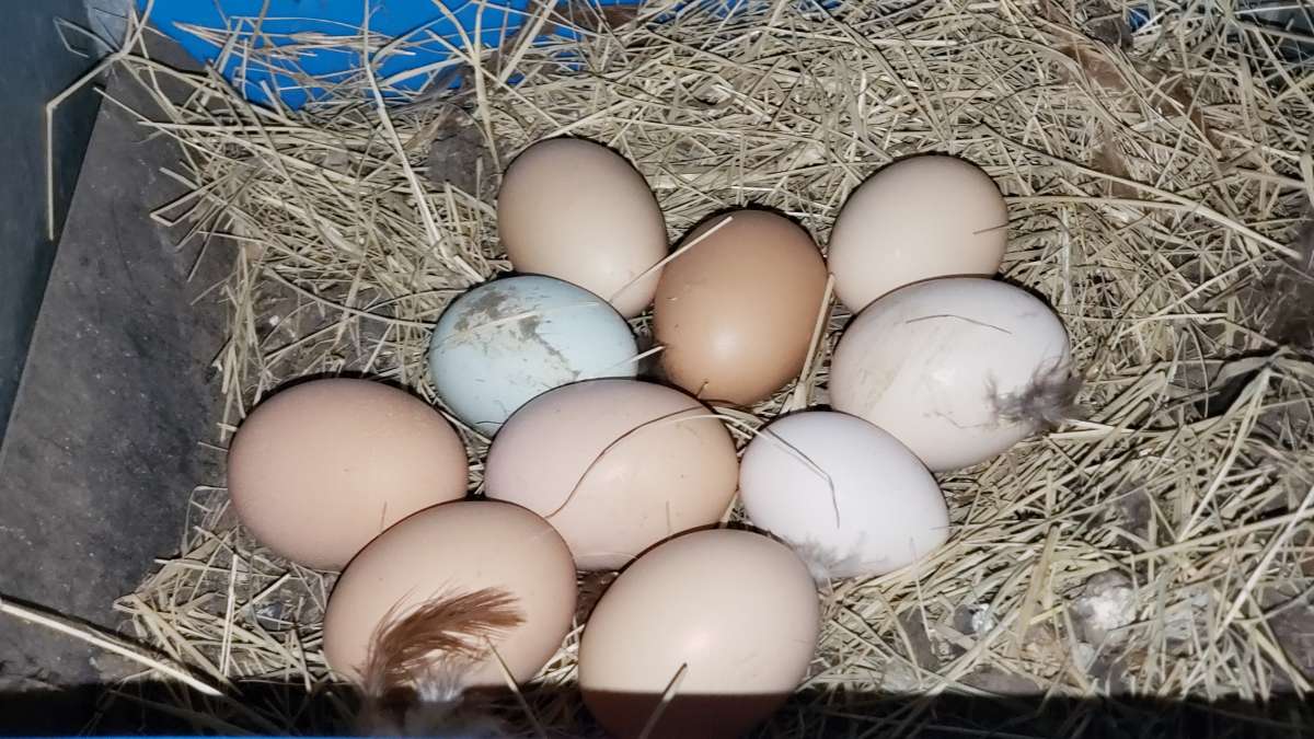 Eggs Farm Fresh Eggs