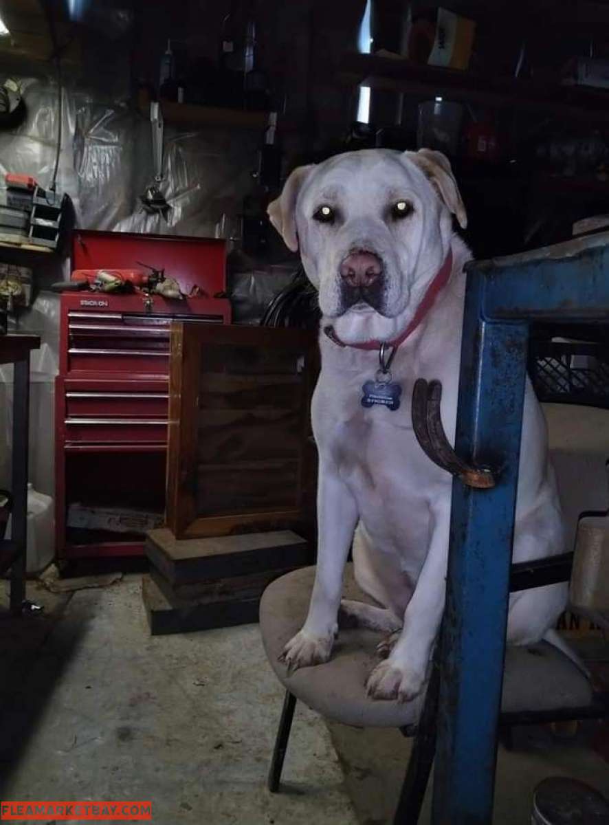 Rehoming for a better life