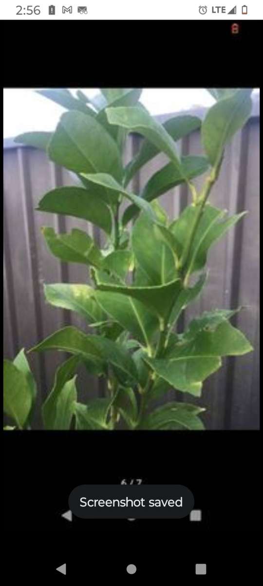 plants citrus all types