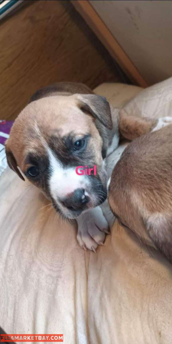 pitbull puppies