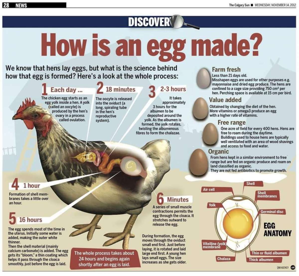 Eggs Farm Fresh Eggs