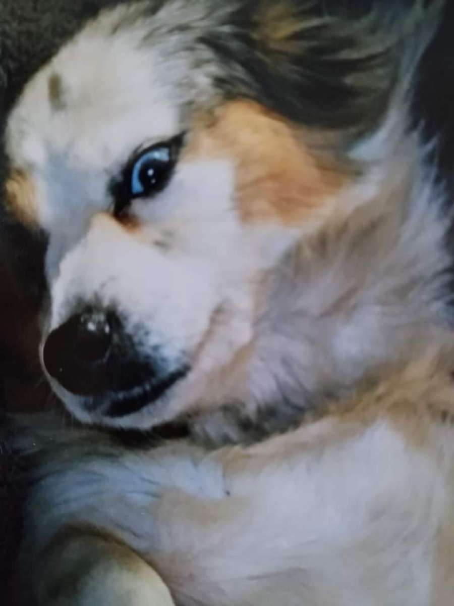 Rehoming for a better life