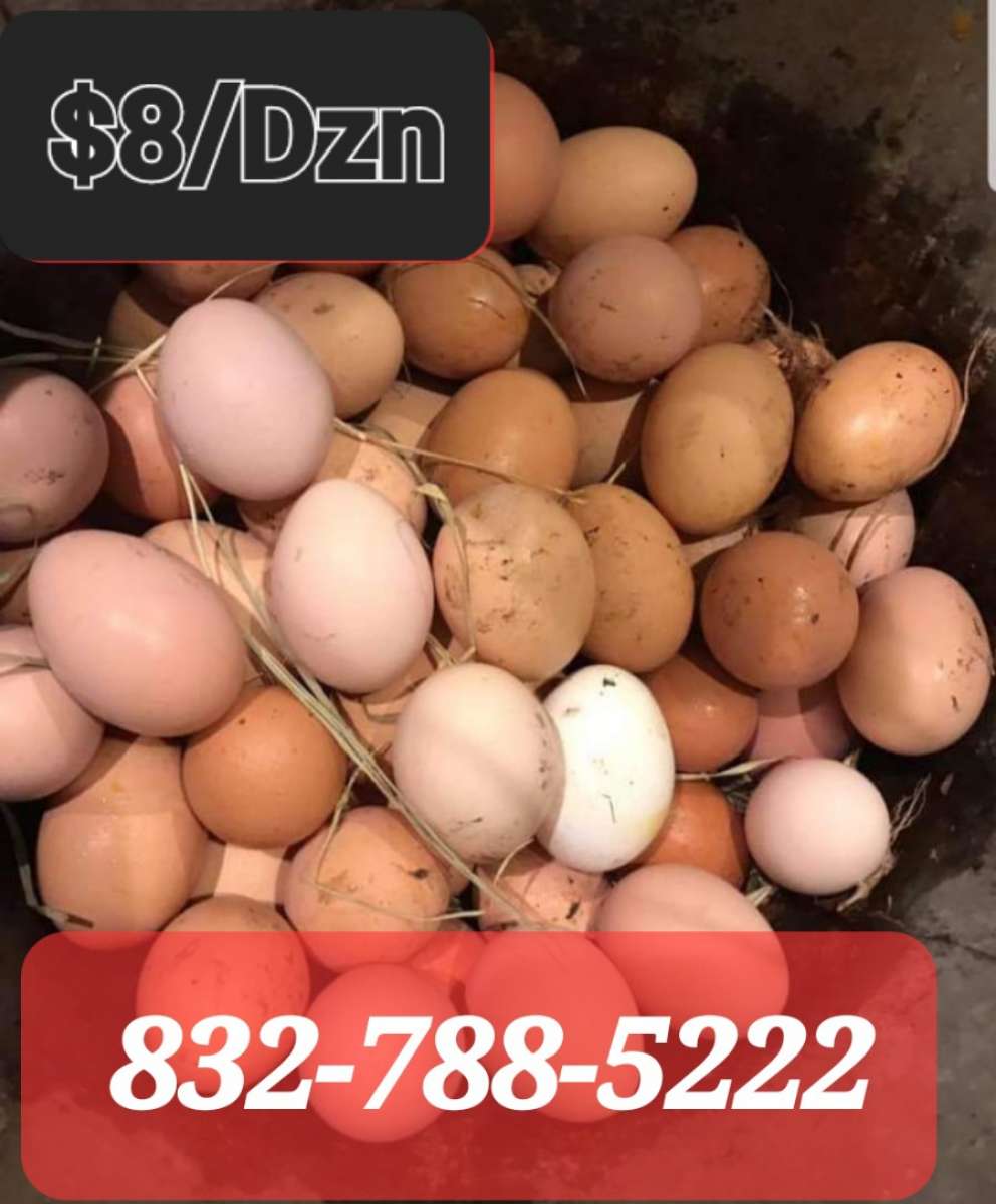 Eggs Farm Fresh Eggs