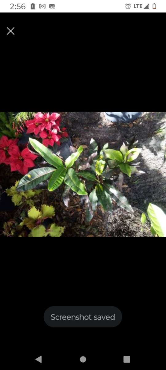 plants citrus all types