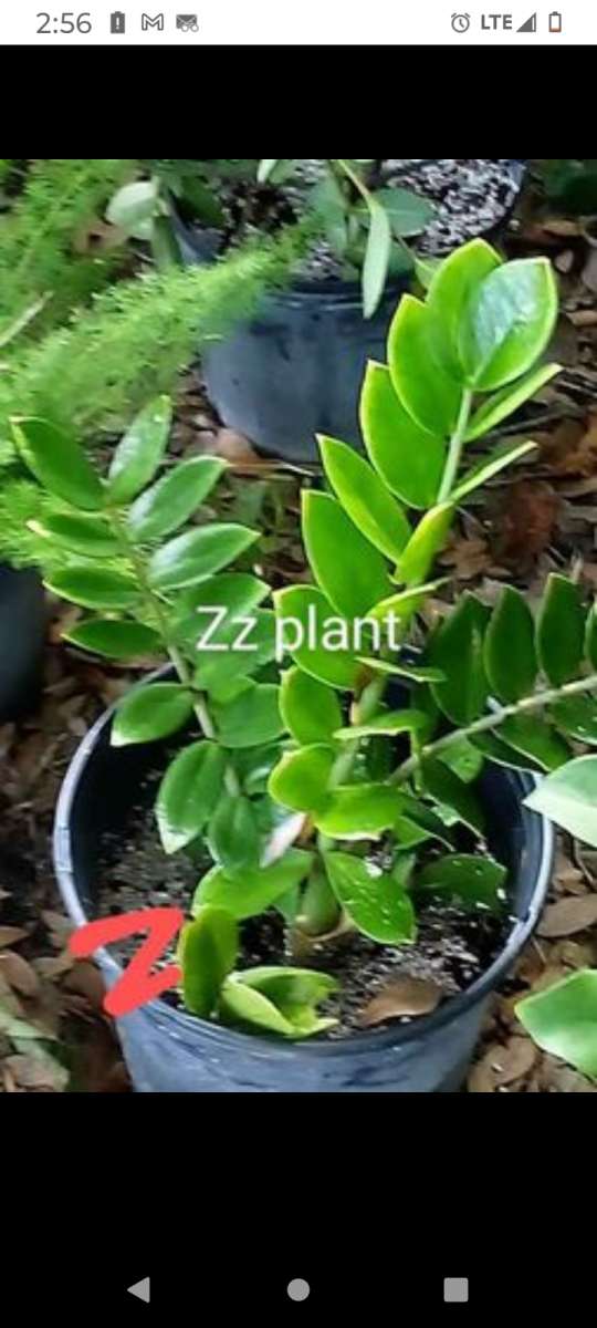 plants citrus all types