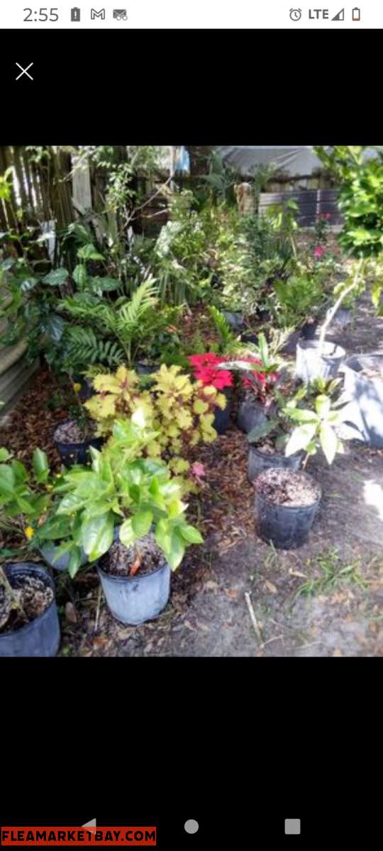 plants citrus all types