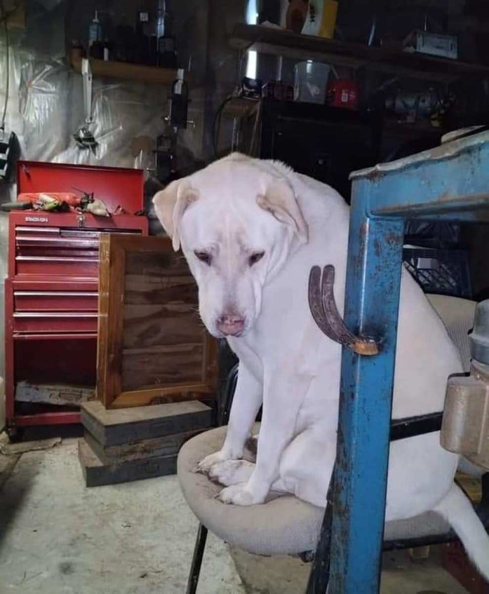 Rehoming for a better life