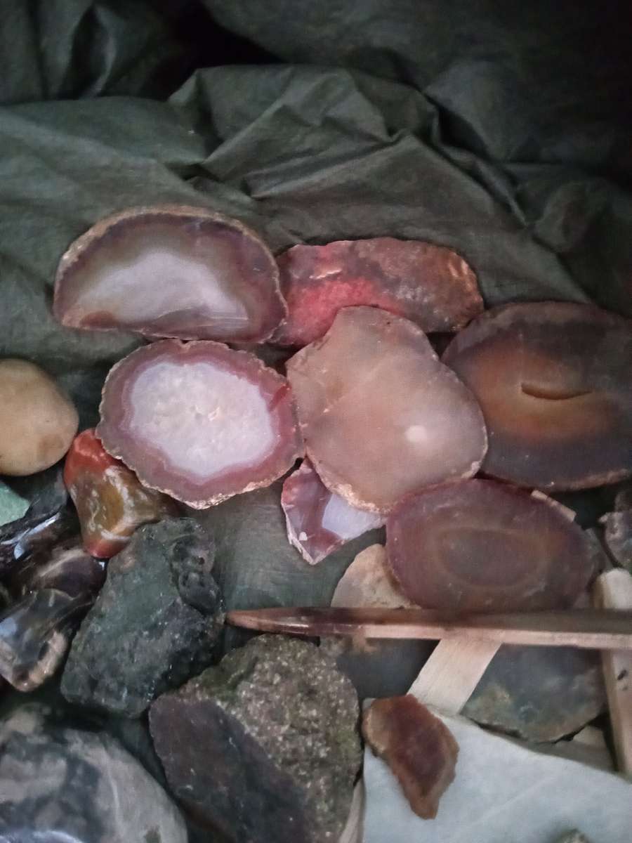 petrified opalized and agatized wood from all over the world