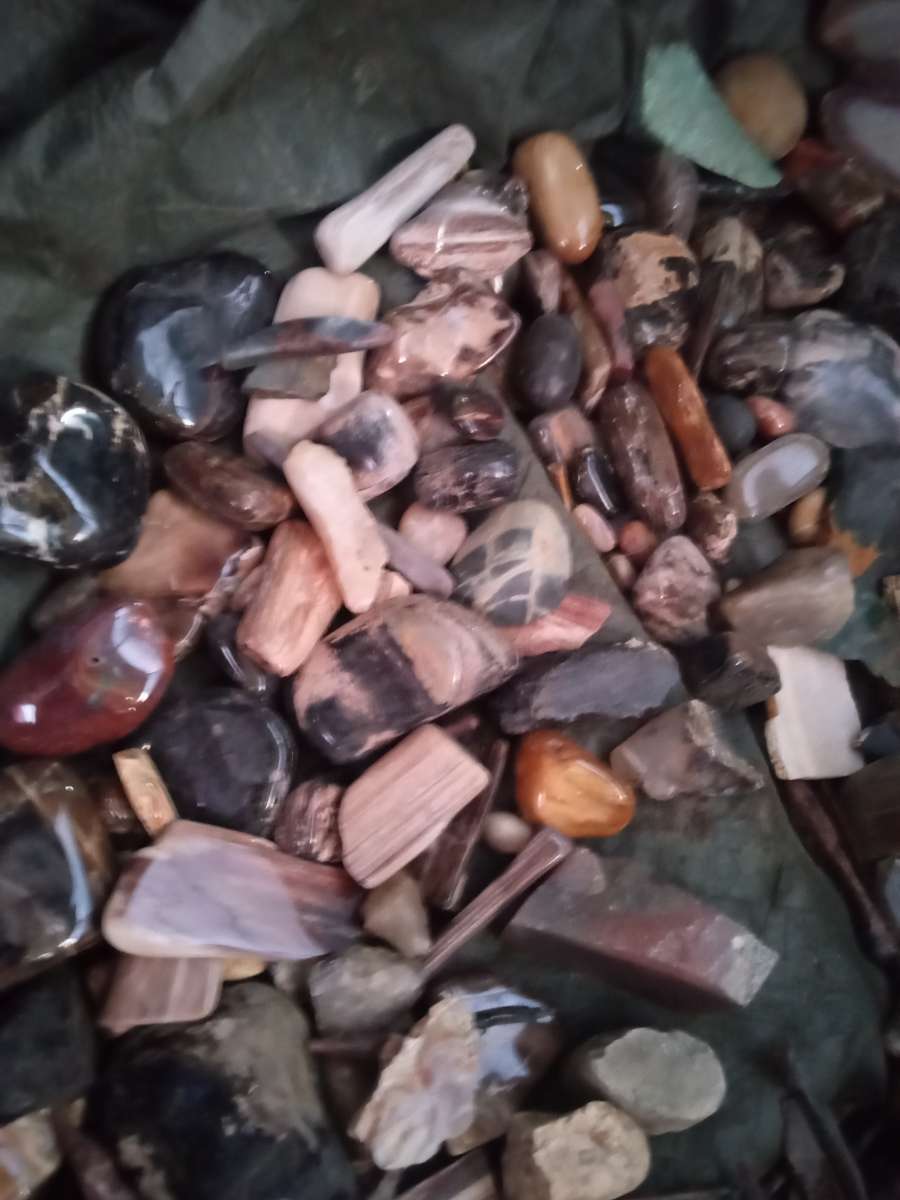 petrified opalized and agatized wood from all over the world