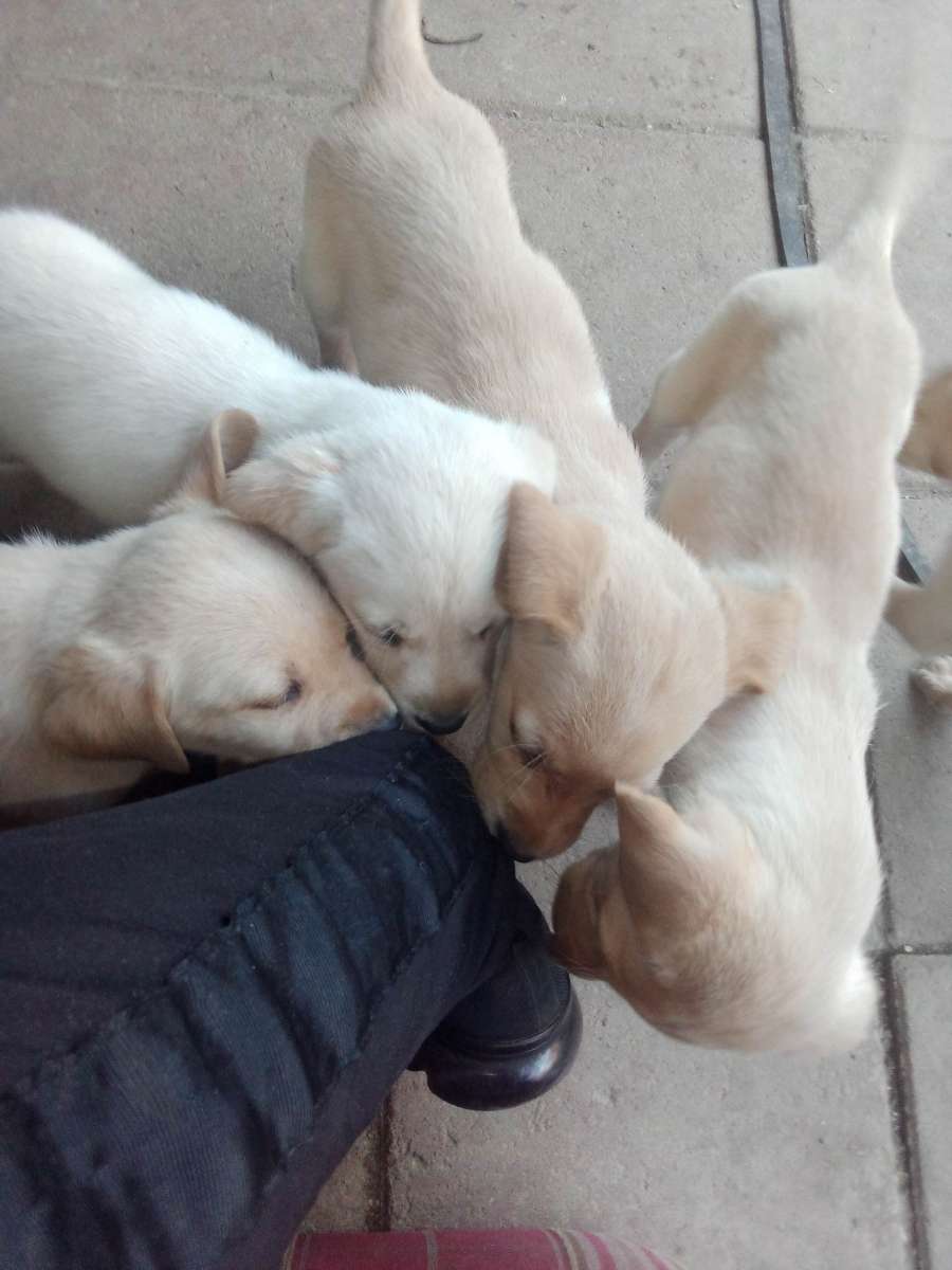 full stock lab puppies