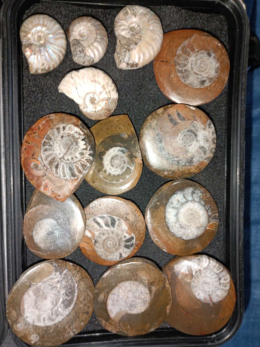 fossils
